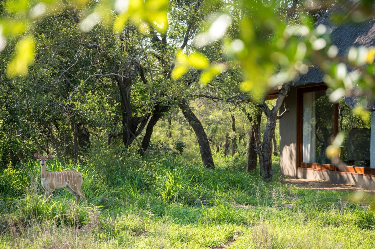 Kambaku River Sands Timbavati Game Reserve Eksteriør billede