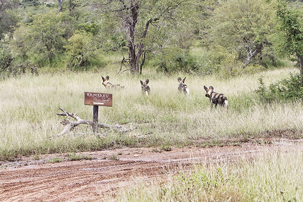 Kambaku River Sands Timbavati Game Reserve Eksteriør billede